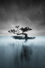 装饰画 晶瓷画 树