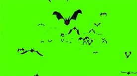 蝙蝠绿幕素材