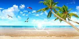 蓝天白云椰子树