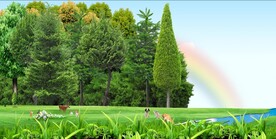 森林  草坪 动物 花朵 彩虹