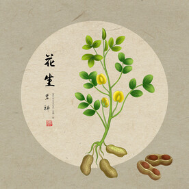 手绘花生