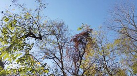 秋天的树林仰拍