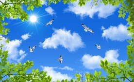 蓝天白云绿叶鸽子