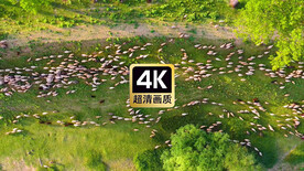 航拍草原上的羊群