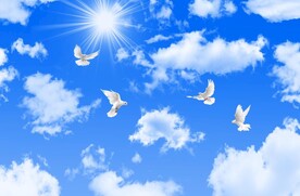 蓝天白云鸽子绿叶