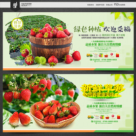 草莓采摘