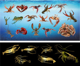 生猛龙虾 稻田虾