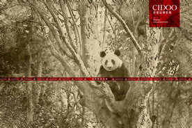 成都熊猫繁育基地