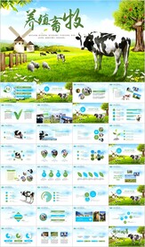 生态牧场畜牧业养殖牛群PPT