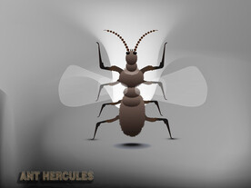 抽象装饰画立体动物蚂蚁