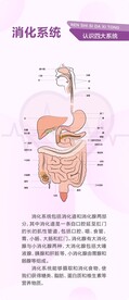 人体系统 消化系统