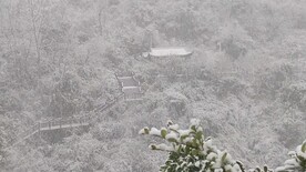 是雪是雨