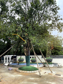 别墅绿化改造设计效果图