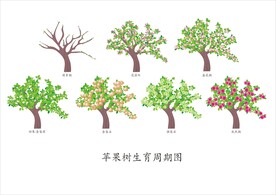 苹果树生育周期图 矢量图 