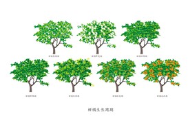 柑橘生长周期  矢量图