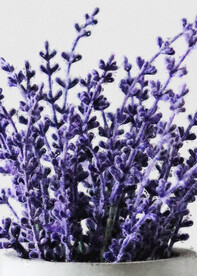 50X70厘数字油画装饰画素材