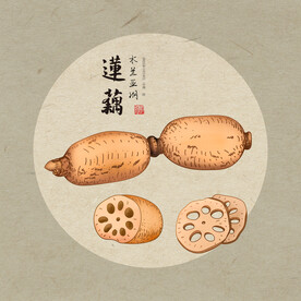 手绘莲藕