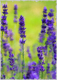 50X70厘数字油画装饰画素材