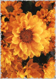  50X70厘数字油画装饰画素