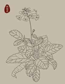 熟地黄中草药材植物手绘