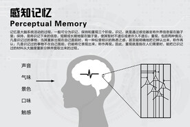 感知记忆大脑神经元感觉器官图文