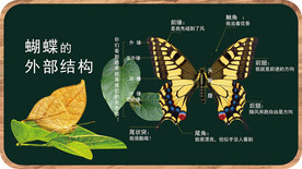 蝴蝶外部结构解说牌