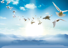 鸽子飞翔蓝天背景图