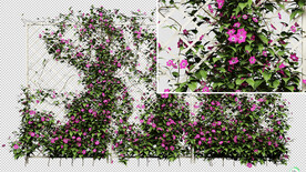 藤蔓  花墙