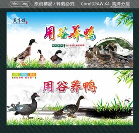 用谷养鸭
