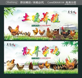 土鸡养殖 散养家鸡