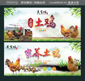 正宗土鸡 家养土鸡