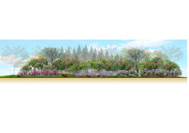 道路市政绿化景观立面图林冠线