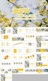 春天乡村旅游油菜花风景油菜花田