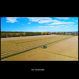 金色稻田视频素材