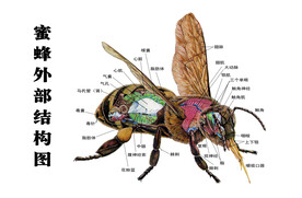 蜜蜂外部结构