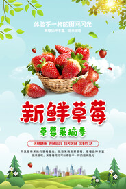 草莓采摘