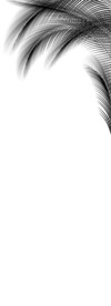 棕榈叶