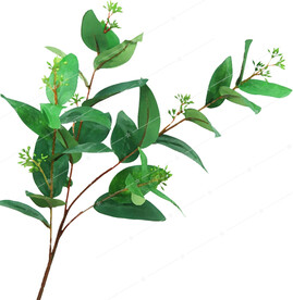 桉树叶  免抠图素材