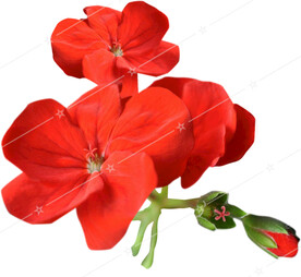 天竺葵  花朵 免抠图素材