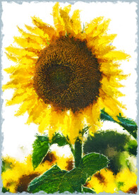 50X70厘米版画素材向日葵花