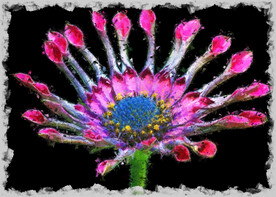 50X70厘米数字油画美丽花朵