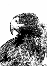 钢笔画雄鹰