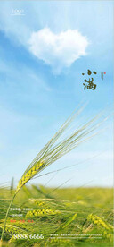 麦穗小满节气海报