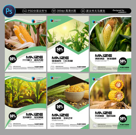 玉米海报