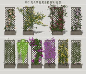 现代攀援爬藤植物