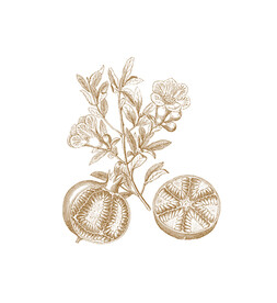 植物 素描 绘画