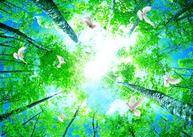 清新绿色天空下的树枝和白鸽