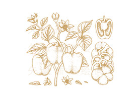 太空椒矢量绘画