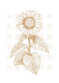 矢量向日葵插画