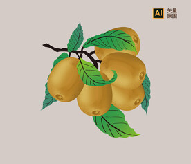 猕猴桃插画
